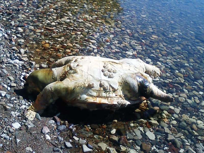 Νεκρές χελώνες στη Φθιώτιδα