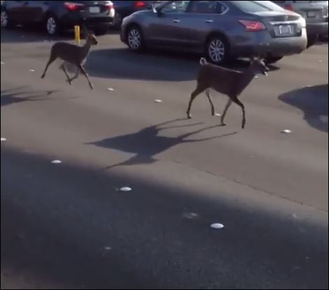 ΒΙΝΤΕΟ-Ελάφια στο κέντρο του Σαν Φρανσίσκο