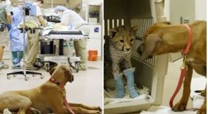 ΦΩΤΟ-Σκύλος φροντίζει άρρωστο τσιτάχ