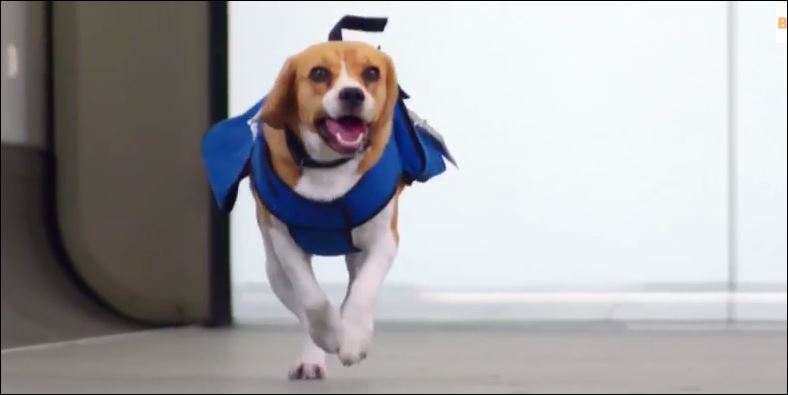 BINTEO-O σκύλος που θα λατρέψουν οι αφηρημένοι επιβάτες