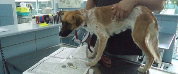 ΦΩΤΟ-14χρονος έκανε ηλεκτροσόκ σε ζώα