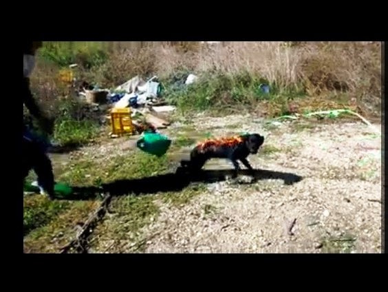 ΦΩΤΟ-Έκαψαν ζωντανό σκυλί