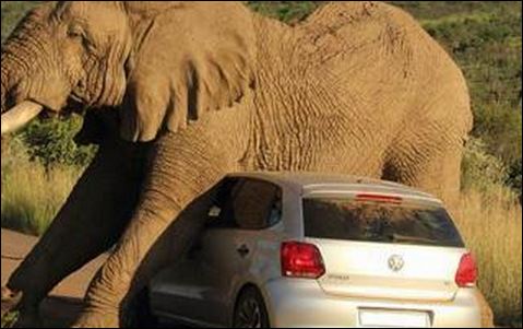 ΦΩΤΟ-Ελέφαντας… ξύνεται σε Ι.Χ