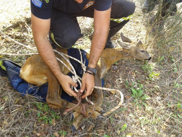 ΦΩΤΟ-Έσωσαν ζαρκάδι που είχε εγκλωβιστεί