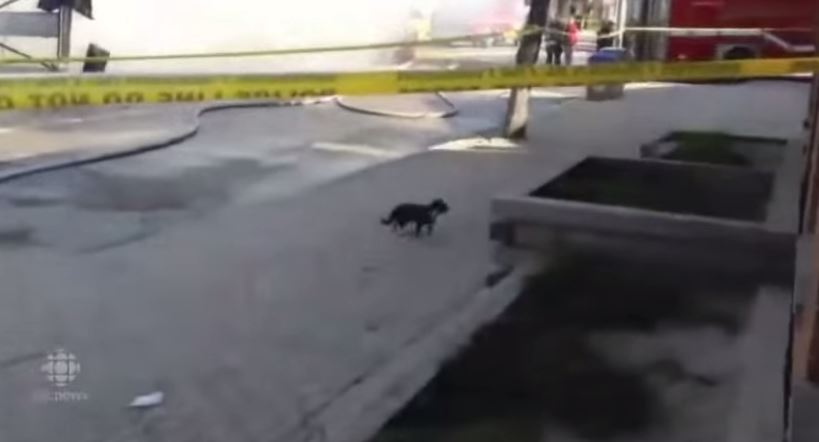 ΒΙΝΤΕΟ-Το κτίριο έπεσε… η γάτα γλύτωσε