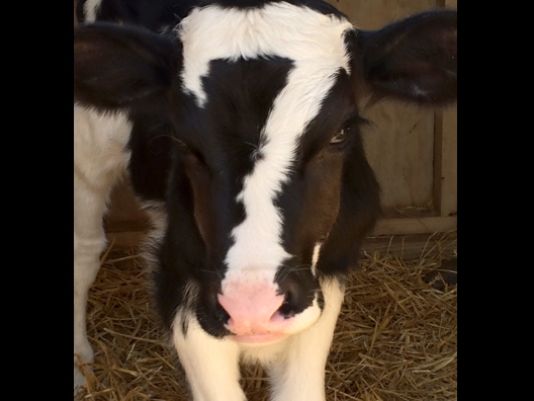 ΦΩΤΟ-Γεννήθηκε με το “7” στο κεφάλι