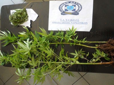 Χαλκίδα-Σύλληψη 52χρονου για καλλιέργεια κάνναβης
