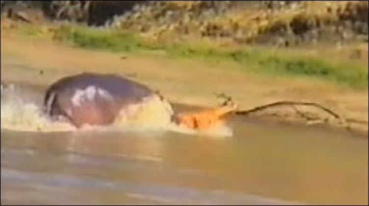 ΒΙΝΤΕΟ-Ιπποπόταμος σώζει αντιλόπη από κροκόδειλο