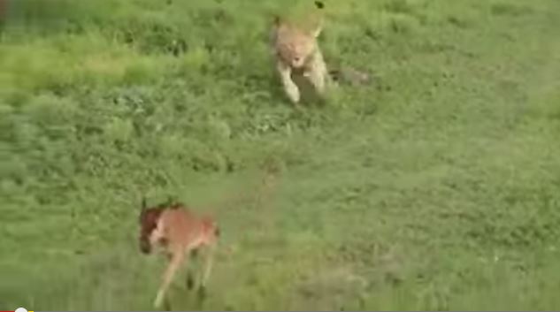 ΒΙΝΤΕΟ-Λιοντάρι καταδιώκει αντιλόπη