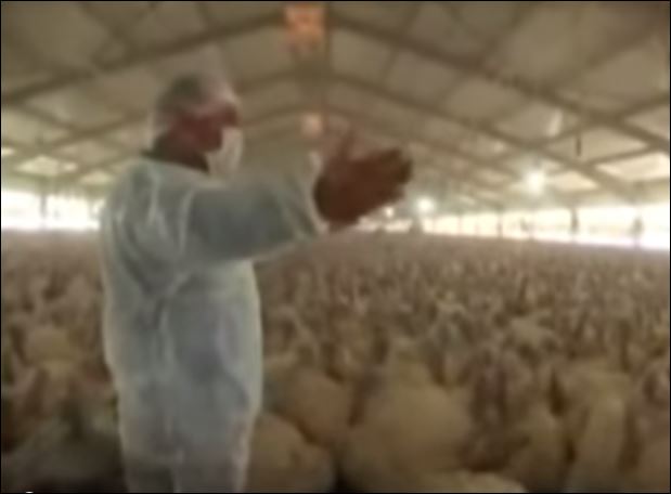 BINTEO-Οι γαλοπούλες έχουν τον δικό τους Ερντογάν