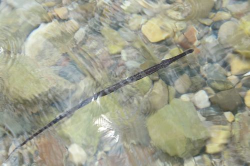 ΦΩΤΟ-Ένα παράξενο ειδος ψαριού στο Ναύπλιο