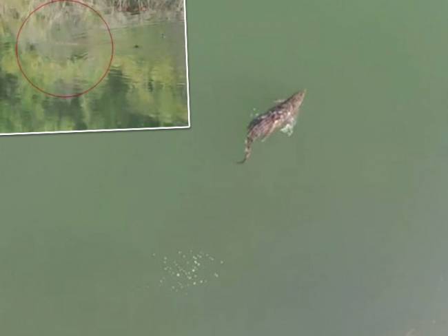 Πάπια… αλά κρεμ τρώει ο “Σήφης”