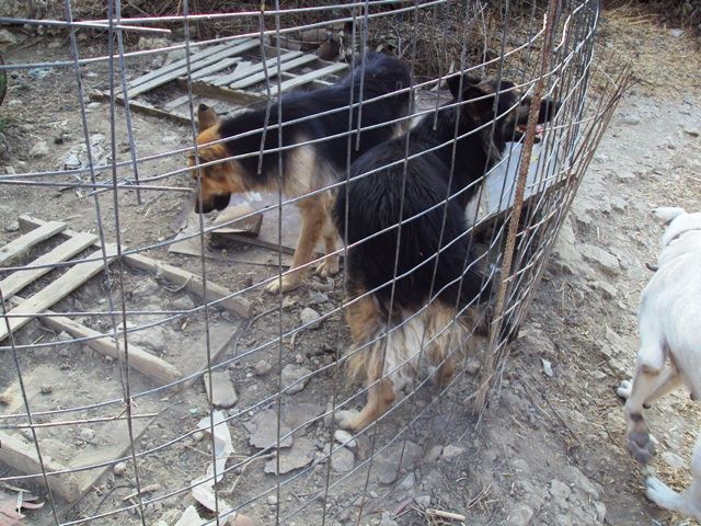 ΦΩΤΟ-Χειροπέδες για κλοπή και κακοποίηση σκύλων