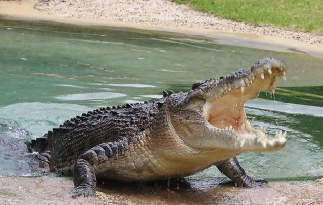 Αυτοκτόνησε πέφτοντας σε λίμνη με κροκόδειλους