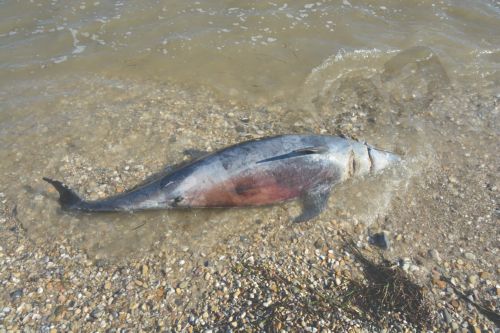 ΦΩΤΟ-Νεκρό δελφίνι σε παραλία της Αργολίδας