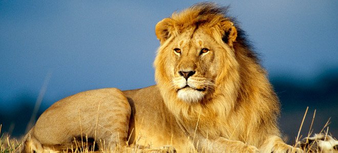 ΦΩΤΟ-Βρήκαν νεκρό λιοντάρι σε καταψύκτη εστιατορίου