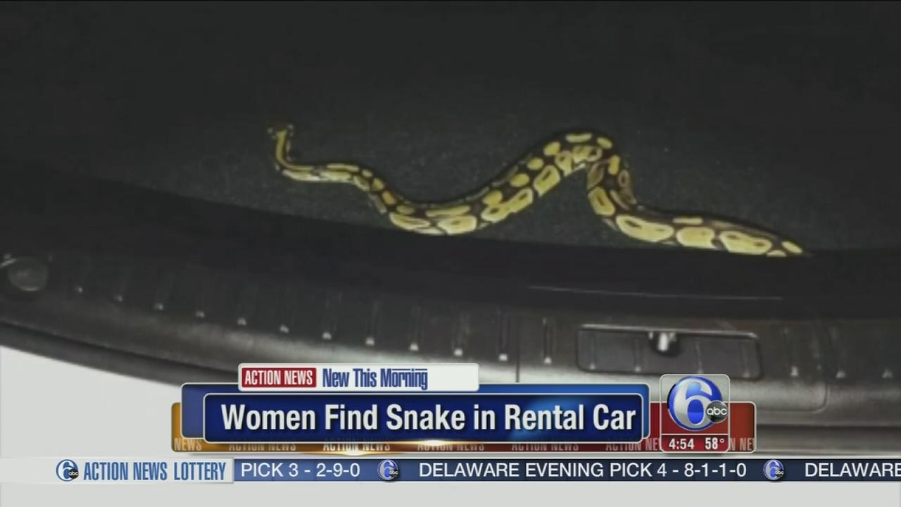 Βρήκαν πύθωνα στο πορτ-μπαγκάζ