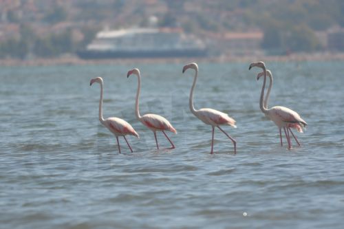 ΦΩΤΟ-Πανέμορφα φλαμίνγκο στο Ναύπλιο