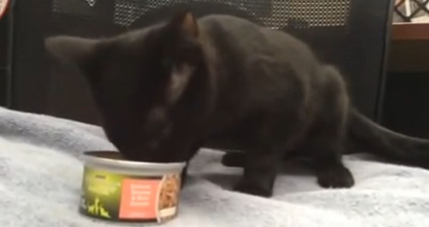 ΒΙΝΤΕΟ-Το γατάκι που ευχαριστιέται το.. φαγητό του