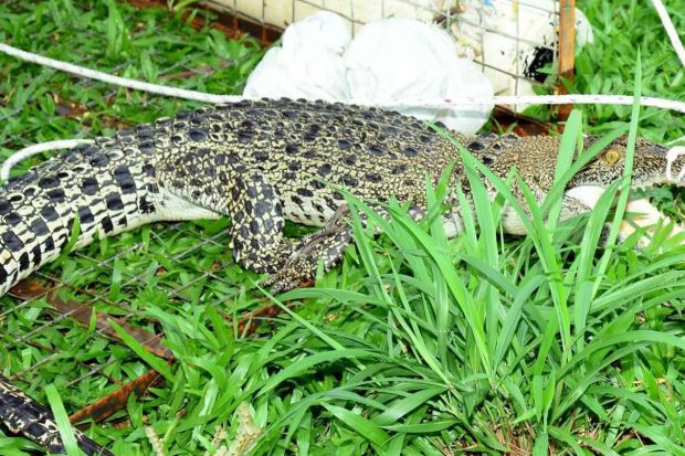 Έπεσε στην παγίδα ο Σήφης της… Μαλαισίας