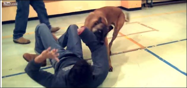 ΒΙΝΤΕΟ-Πως να σώσετε κάποιον από επίθεση σκύλου