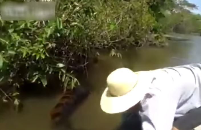 ΒΙΝΤΕΟ-Κυνηγώντας ένα ανακόντα