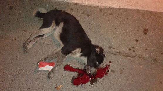 Στύρα Ευβοίας-Πρόστιμο 30.000 ευρώ στον δολοφόνο της “Μάγκυ”