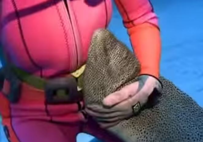 ΒΙΝΤΕΟ-Η χαδιάρα… σμέρνα