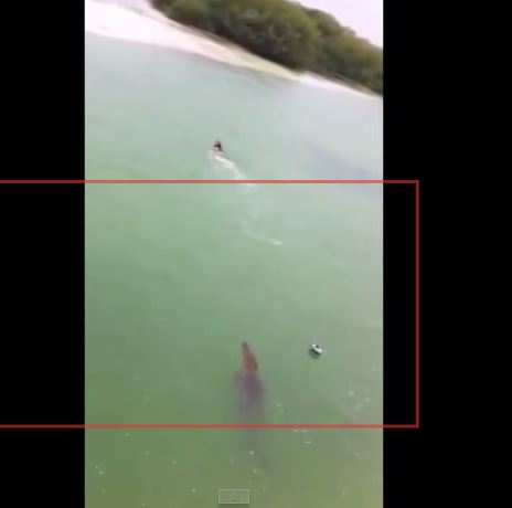 ΒΙΝΤΕΟ-Κροκόδειλος κυνηγάει έναν τουρίστα στο Μεξικό