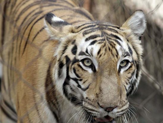 Ο Φοίβος ταξιδεύει για Αμερική