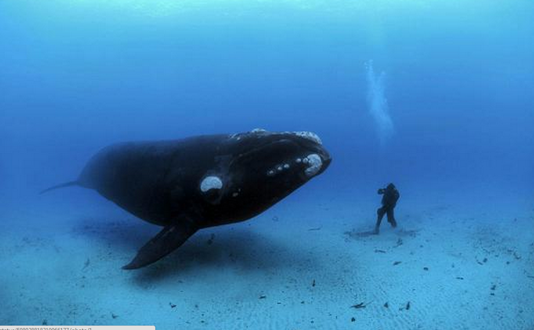 ΦΩΤΟ-Η περιέργεια της φάλαινας για τον δύτη