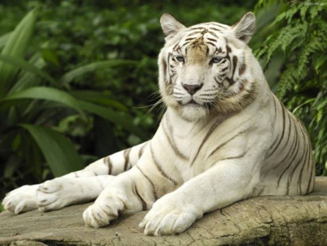 Τίγρης σκότωσε αγοράκι σε ζωολογικό κήπο