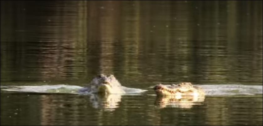 ΒΙΝΤΕΟ-Ο αρσενικός κροκόδειλος δεν είναι… ιππότης
