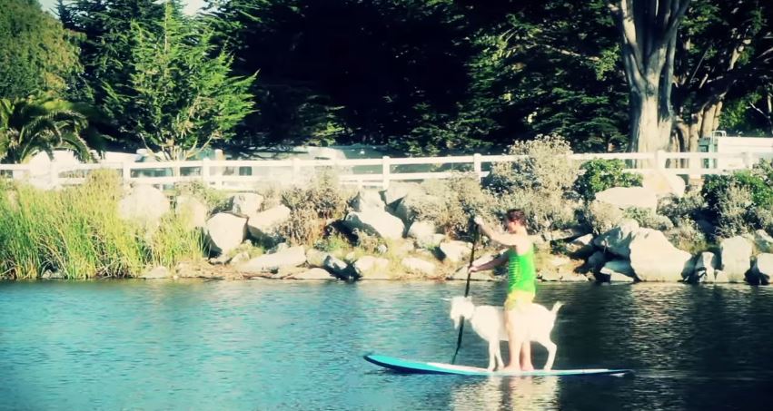 ΒΙΝΤΕΟ-Η κατσίκα που.. σερφάρει