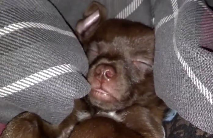 ΒΙΝΤΕΟ-Όταν τα κουτάβια… ονειρεύονται