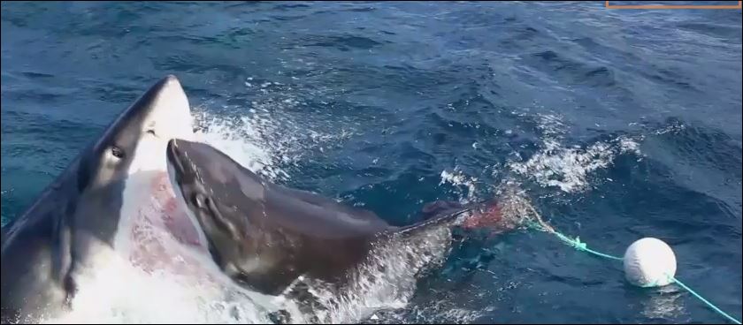 ΒΙΝΤΕΟ-“Λευκός” καταβροχθίζει έναν μικρότερο καρχαρία