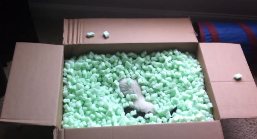 ΒΙΝΤΕΟ-2 νυφίτσες κι ένα κουτί