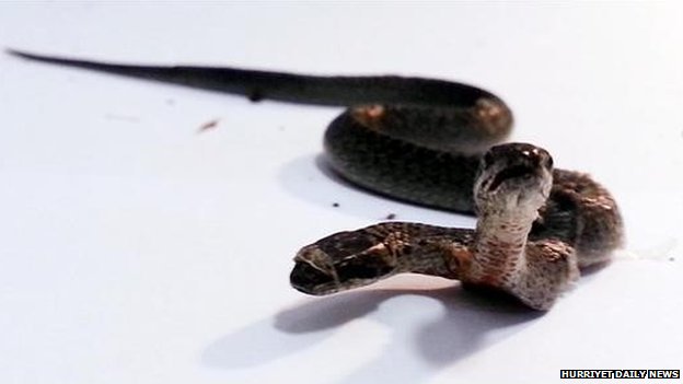 Δικέφαλο φίδι βρέθηκε στην Τουρκία