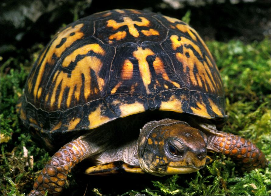 Είχε κρύψει στα ρούχα του 51 χελώνες