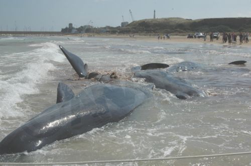 ΦΩΤΟ-Φάλαινες βγήκαν στη στεριά