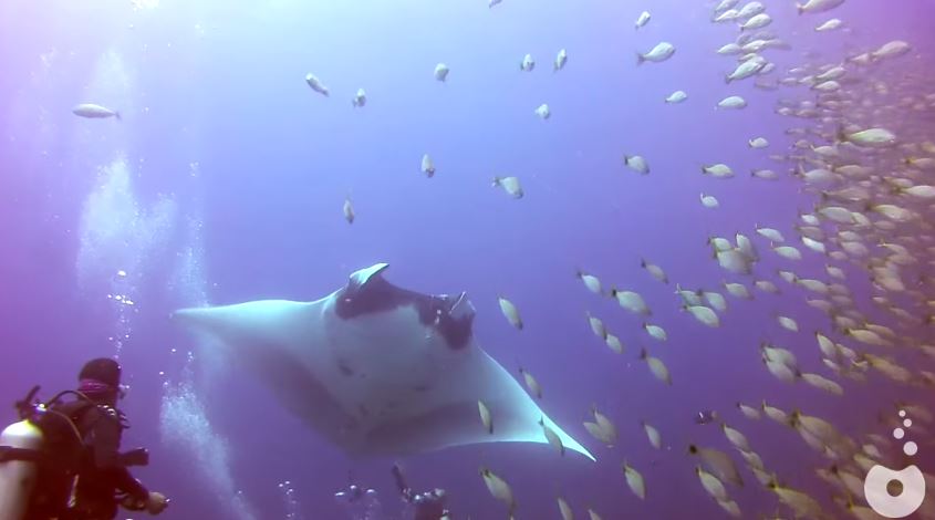 ΒΙΝΤΕΟ-Σαλάχι ζήτησε τη βοήθεια δυτών