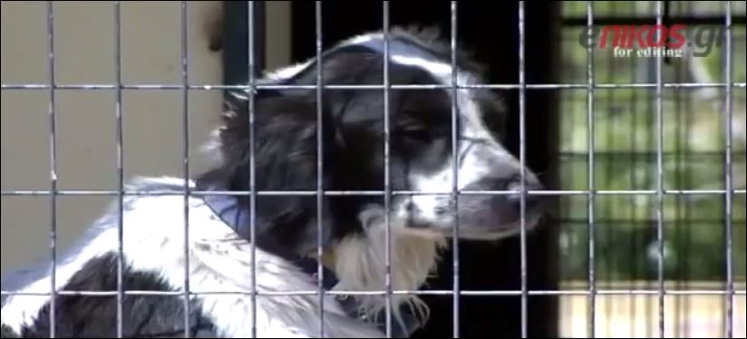 ΒΙΝΤΕΟ-Πληθαίνουν τα κρούσματα κακοποίησης ζώων
