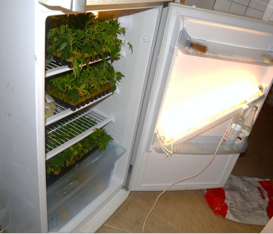 ΦΩΤΟ-Είχε μετατρέψει το σπίτι του σε εργοστάσιο καλλιέργειας κάνναβης