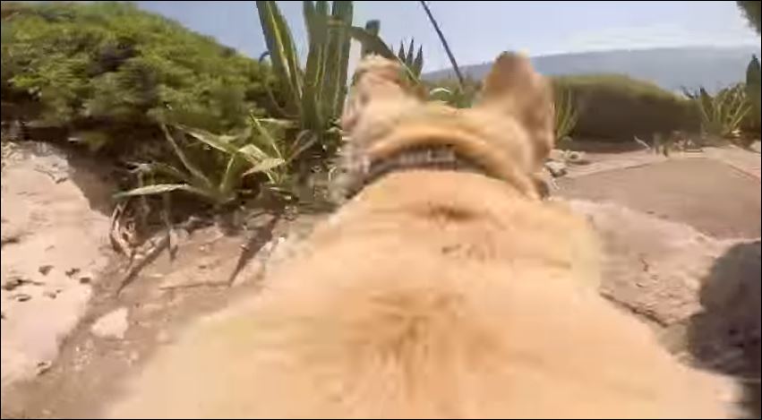 ΒΙΝΤΕΟ-Ο σκύλος που λατρεύει τις βουτιές