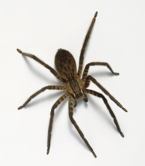 ΦΩΤΟ-Βρήκε φωλιά με αράχνες μέσα σε μπανάνα