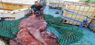 Σπάνιο, γιγάντιο καλαμάρι