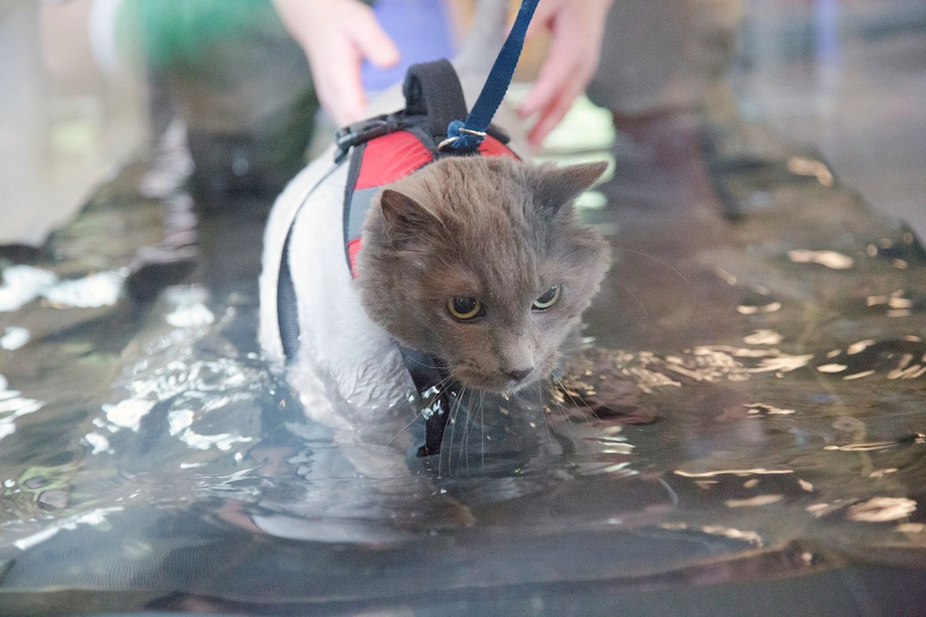 ΦΩΤΟ-Ο πιο χοντρός γάτος που έχετε δει