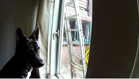 ΒΙΝΤΕΟ-Αυτός ο σκύλος…δεν μαζεύεται