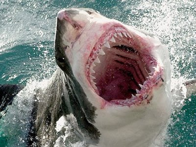 Αυστραλία-Νεκρός άνδρας από επίθεση καρχαρία