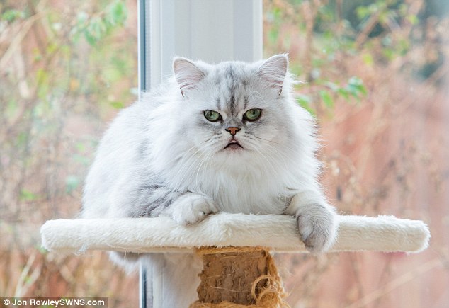 ΦΩΤΟ-Γάτα έστειλε στο νοσοκομείο την ιδιοκτήτριά της